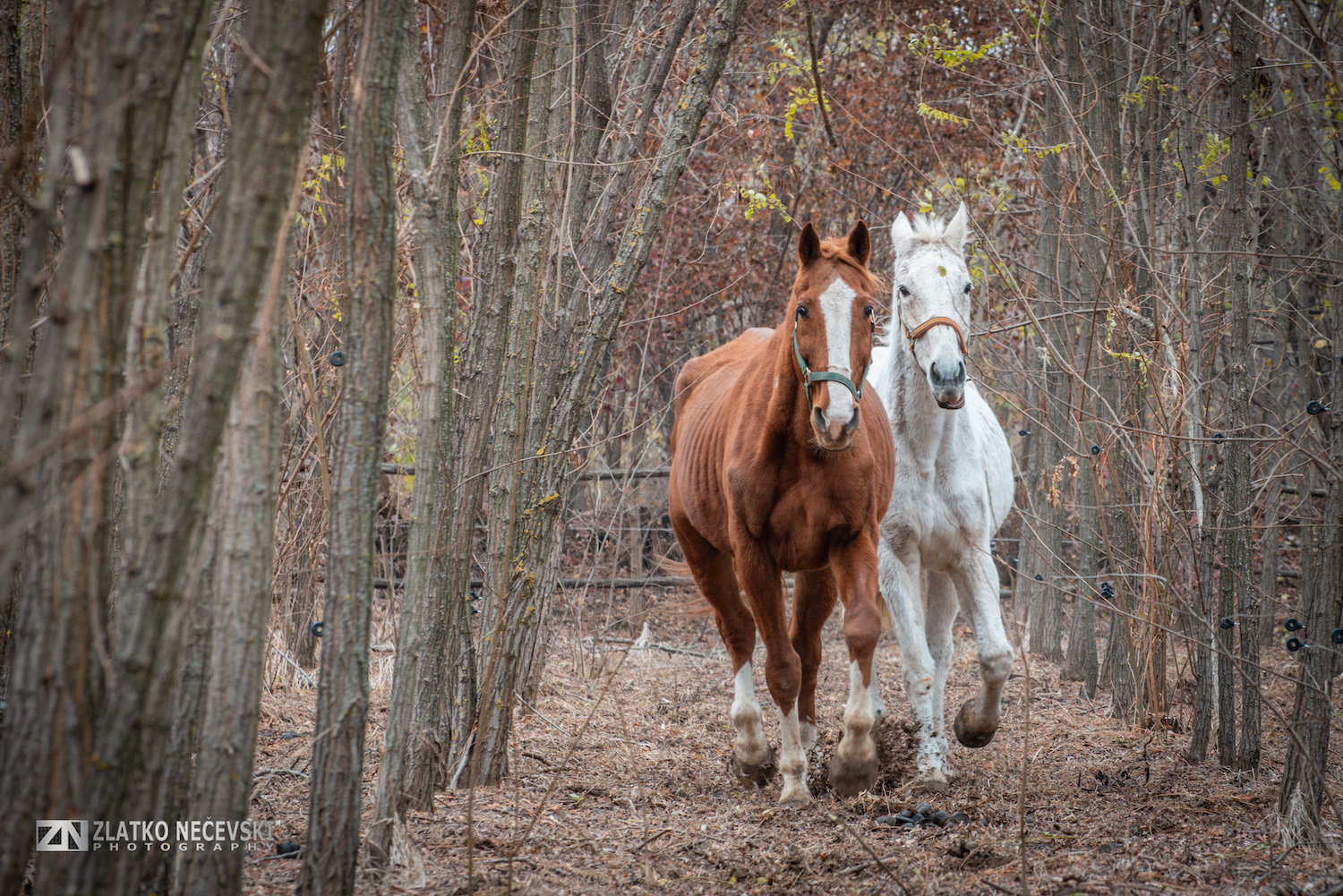 Two Horses